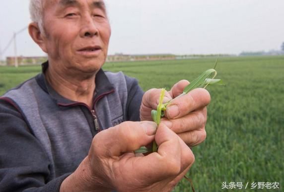 小麦大幅减产，一亩地产三五百斤粮，农民辛苦一季还要倒贴钱