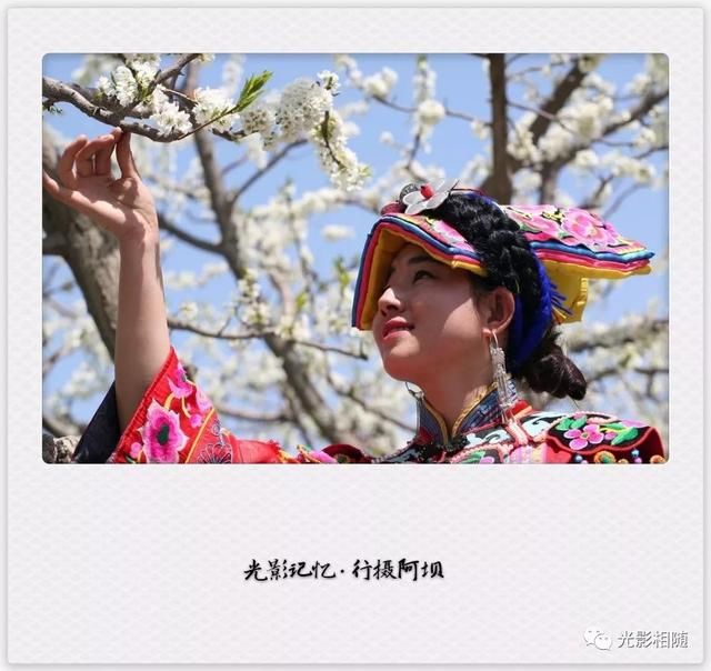 亲，你见过脆李花吗？