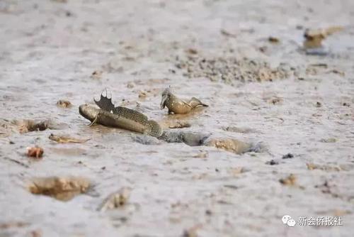 江门的这种鱼，被誉为“鱼类中的天才”！盛夏吃它正当时~丨寻味