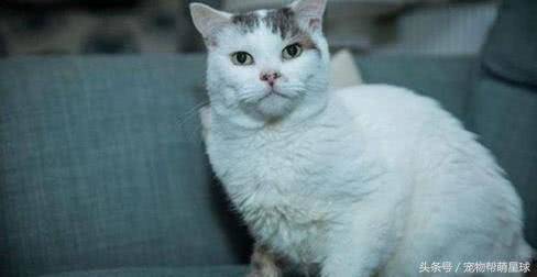 猫咪一直打女主人不让她睡觉,结果救她一命,还