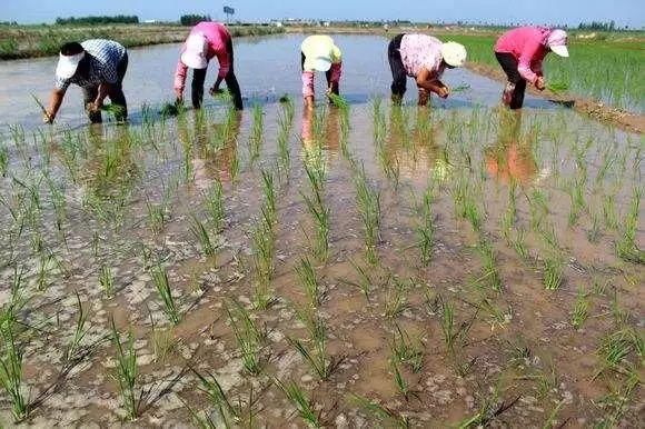 我国将在这五个地区大范围试种\＂海水稻\＂，它和普通水稻有何不