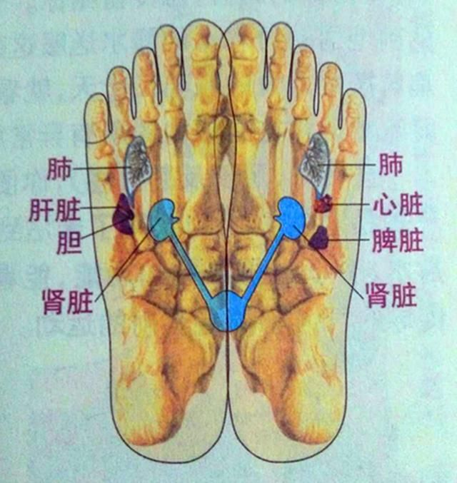 足部反射区与足部骨头的对应关系,足部骨头与