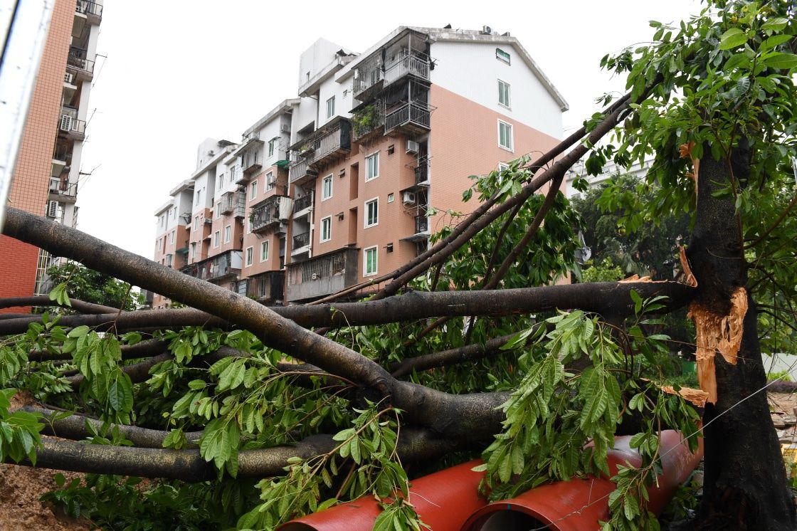 第8号台风玛莉亚在福建连江登陆,大树被吹断