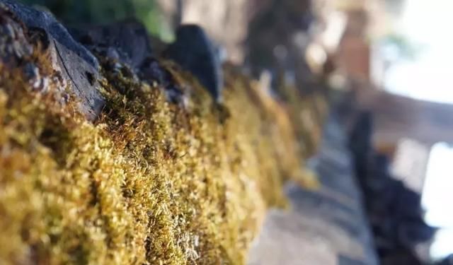 这座民宿位于玉龙雪山脚下第一村旁，是99％的游客都不知道的秘境