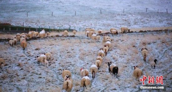 甘肃山丹马场五月降雪“润物细无声”