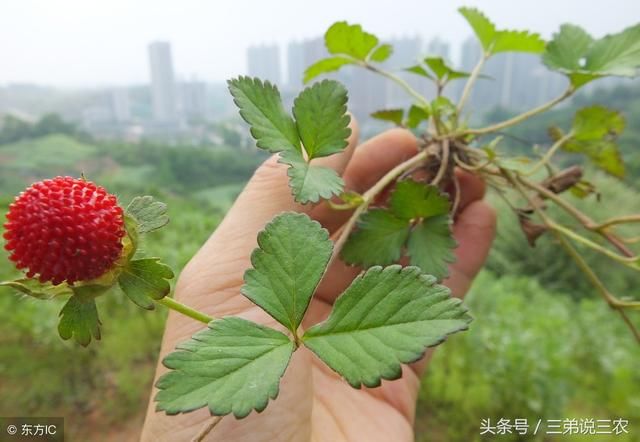 这种像草莓的野果，农村老人说“有毒”不能吃，如今市场卖8元\/