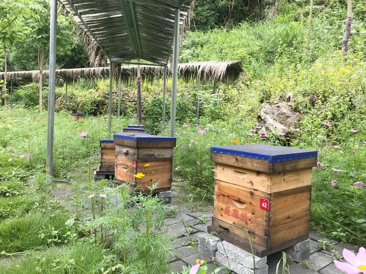 5·20撞上世界蜜蜂日！开化有份甜蜜与你分享