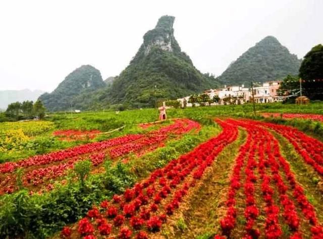 清远百亩向日葵惊艳绽放，还有七彩花田、漂流…… 现在来刚刚好