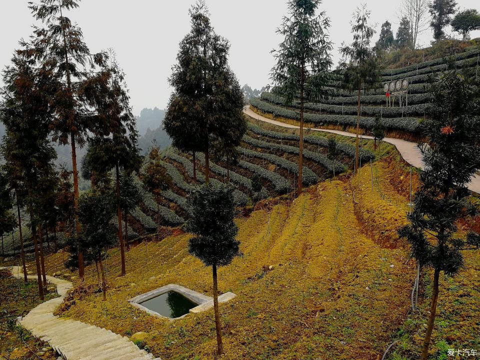 参观牛碾坪万亩观光茶