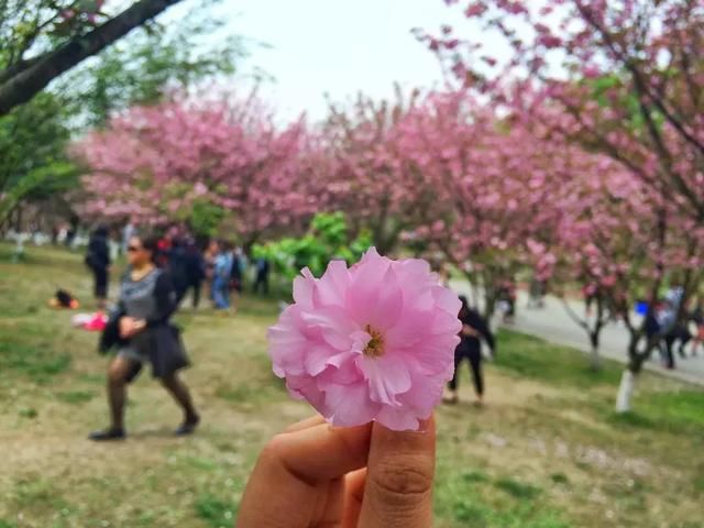 青白江凤凰湖的樱花终于开了，门票免费，再也不用去日本看樱花啦