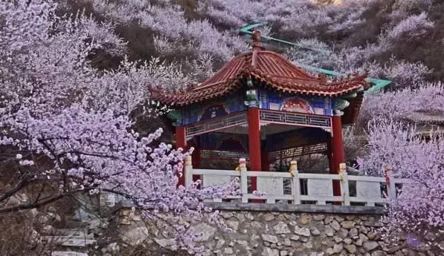 不负春光 | 河北竟私藏着这么多桃花林,就等花开了