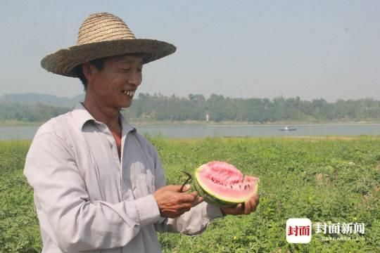 美丽中国长江行利用长江天然河滩 宜宾南溪鹅暖石逢中长出甜西瓜