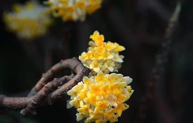 结香花的花语：喜结连枝！~