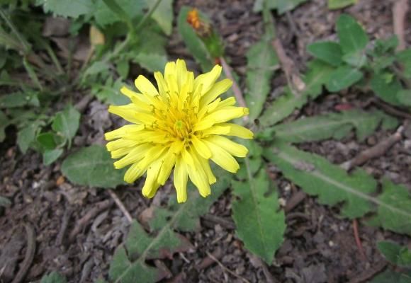 婆婆丁是什么蔬菜 t0190f715d20cd40a91.jpg