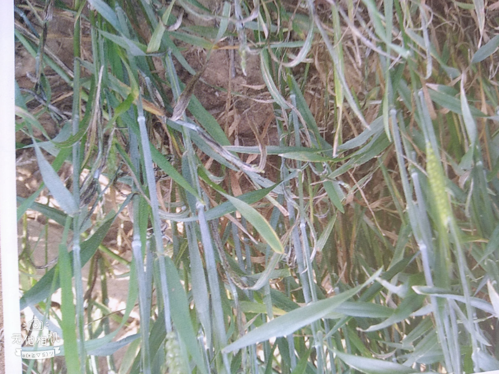 小麦病虫害图解小麦全蚀病、小麦黑穗病、小麦秆黑粉病等