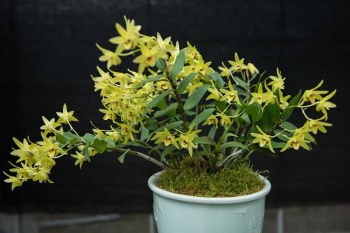 热带兰花有哪些,铁皮石斛夏季养护注意什么?