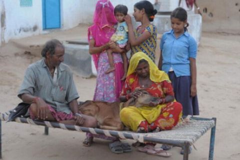 印度女人把黄牛当成自己孩子,每天给黄牛喂奶