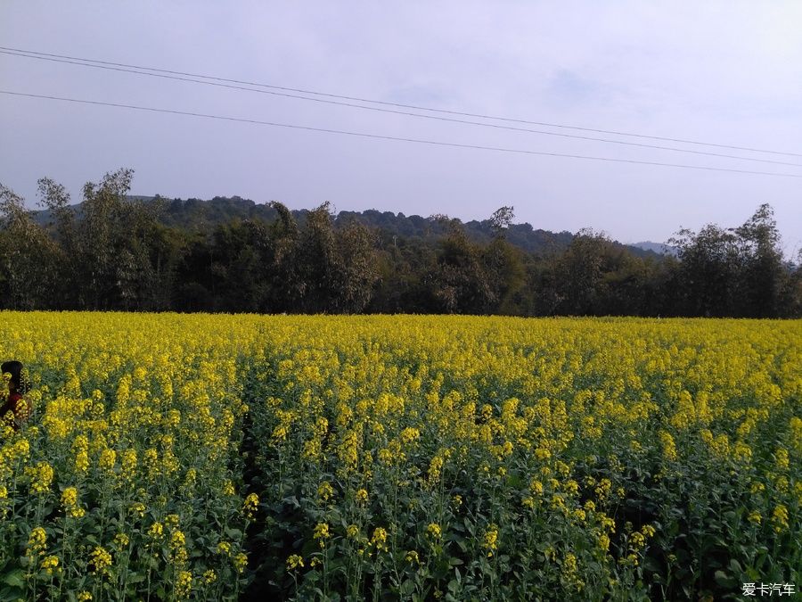 2018年春节粤北韶关赏花，火山上的油菜花 。