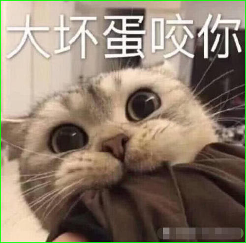 超萌的表情生气猫咪,你若安好,那还表情!跑不了动态包得了图片