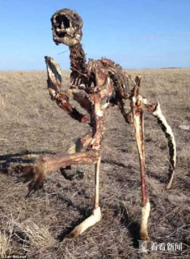 4个月没见雨滴 世纪干旱把澳洲袋鼠饿成骨架标本