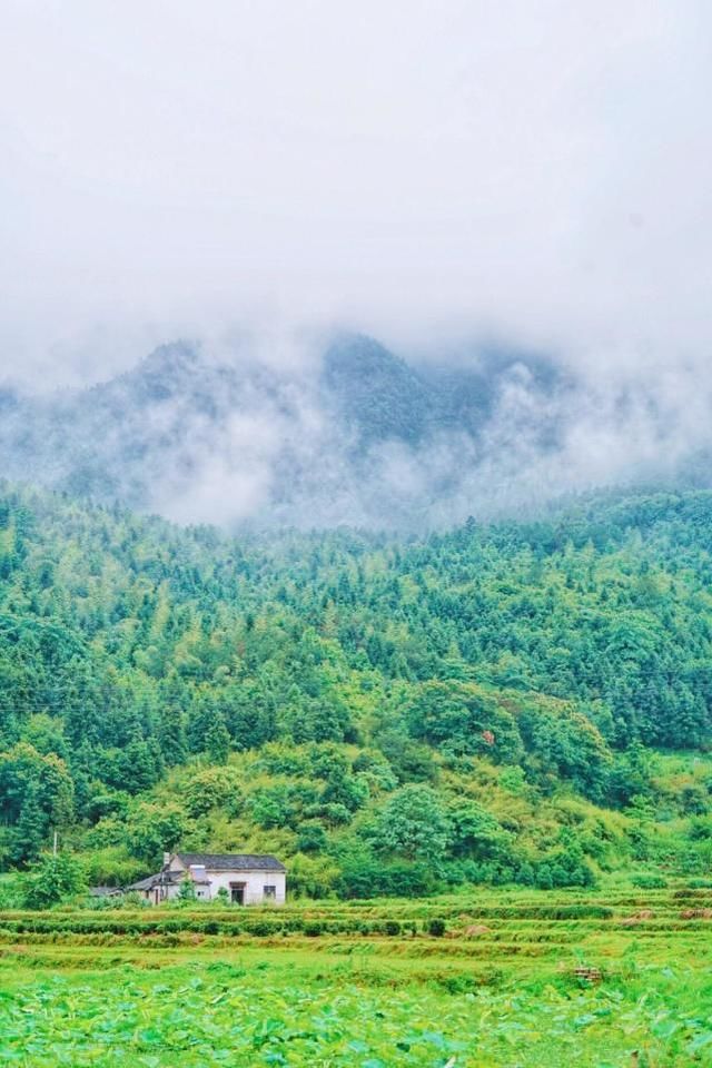 安徽大山深处的世外桃源，至今还保留着原始的牛耕模式