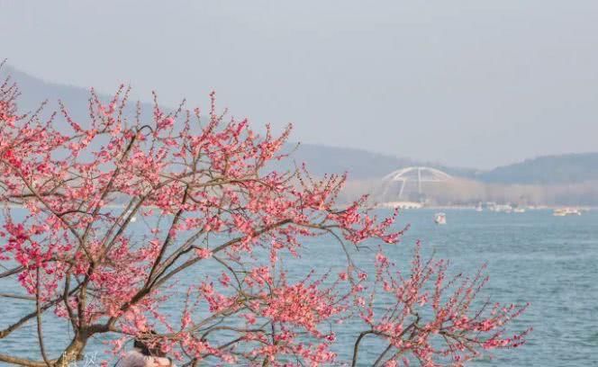 南京玄武春季赏花地图！赶紧来一场和花的约会吧~