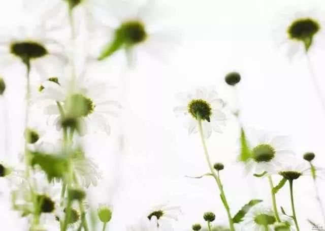 去全世界最美的花海，做最浪漫的事