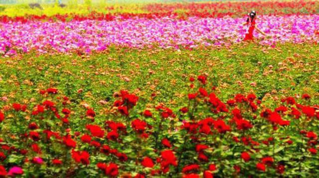 美翻了！五一这个地方必须曝光，门票还免费送！