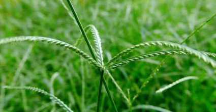 婆婆丁治病功效 t01916012c6ccb14fb6.jpg