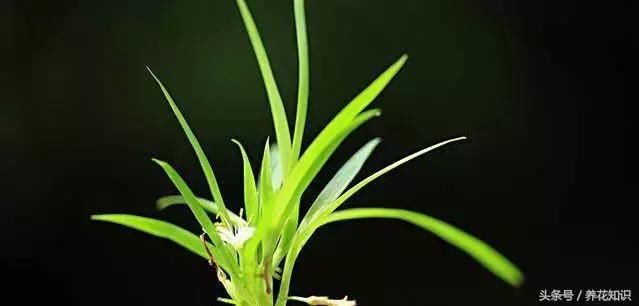 冬天给植物来个鸡蛋，疯狂爆盆，叶子绿到流油！