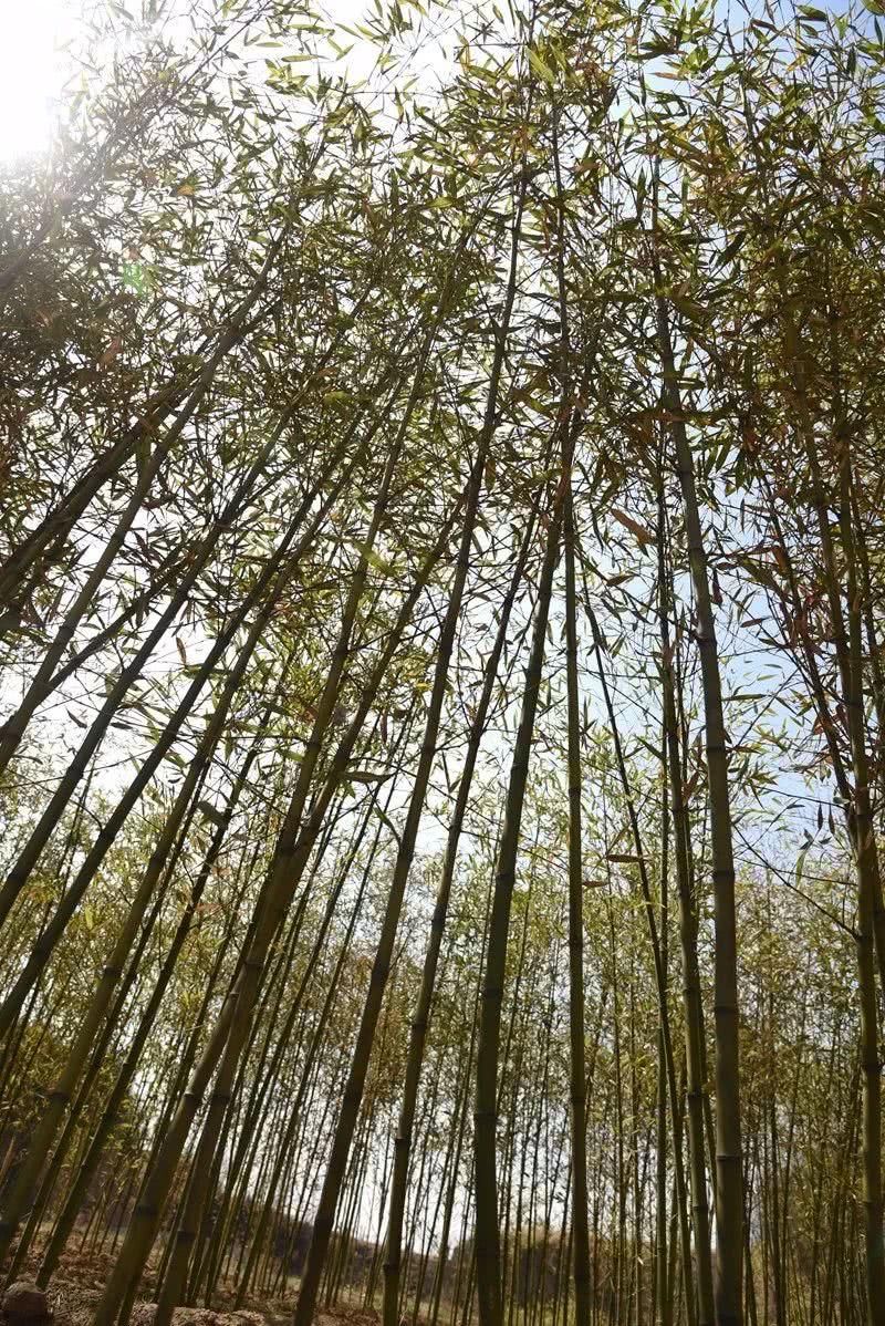 尧京，不仅仅是酒庄，还有春日的乡愁