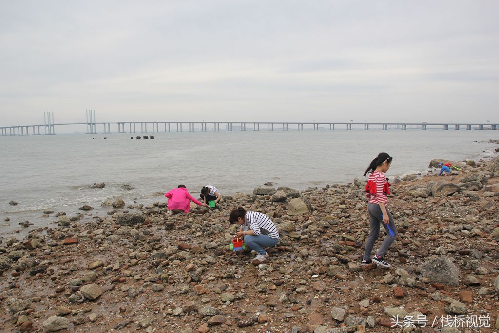 青岛胶州湾小螃蟹泛滥，赶海能抓好几百只回家油炸下酒爽歪歪