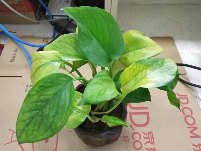 绿萝怎么养才能更旺盛叶子都黄了 t0191bbb7626c935889.jpg