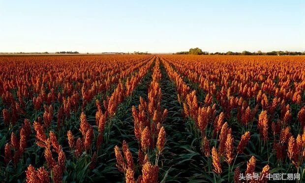 原出口至中国的美高粱改道沙特,中国企业望政