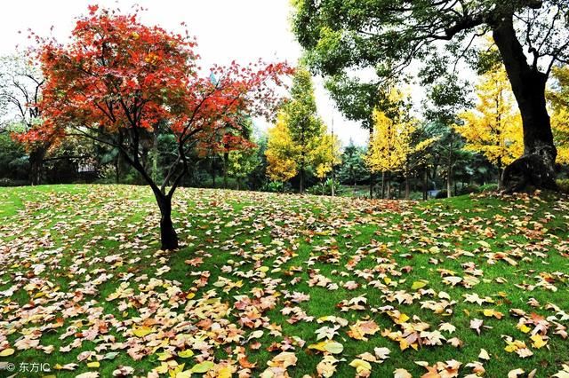 万科规范实施景观绿化，居住区内部景观绿化设计规范