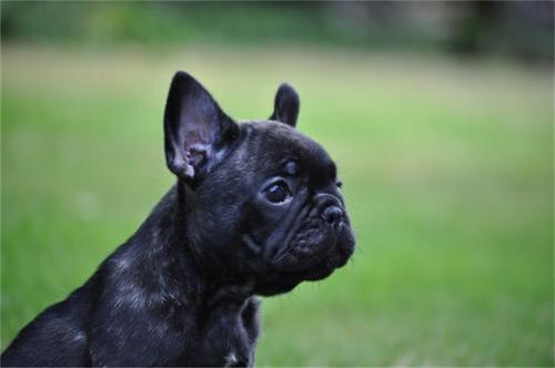 狗狗年纪如何看?人类1岁等于狗狗的7岁?这个