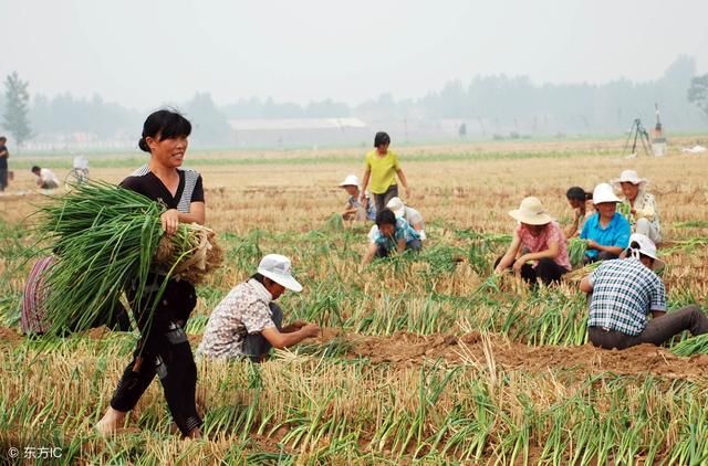 一老农民谈土地流转，土地都流转了，农民都干嘛去？