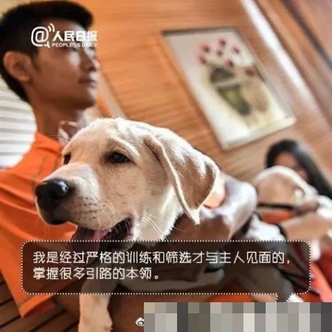 男子地铁不听劝阻多次骚扰导盲犬