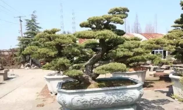 苍枝傲骨匠人心盛影蛟老师谈盆景艺术