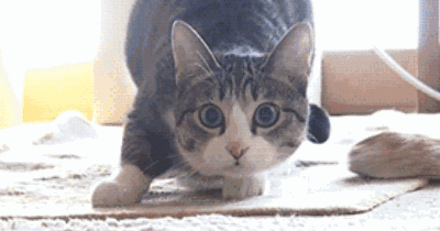 火了!法制日报微博曝光某会所，幕后"污秽不堪"，波及吸猫人士_【今日爆点】