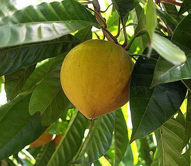 女人皮肤不好,多吃此水果,美容养颜、清理肠胃