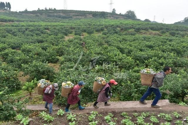 内江是四川哪里