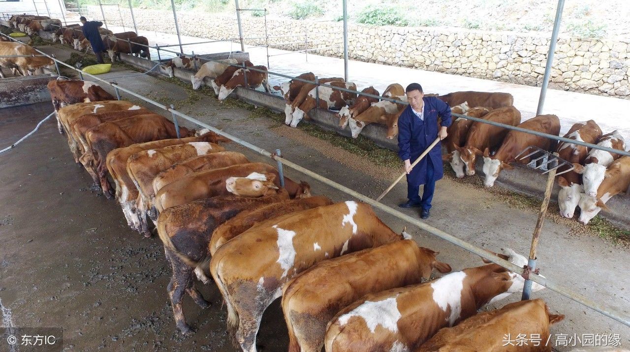 农村养牛人带你看他的牛场后就知道牛排为什么那么贵
