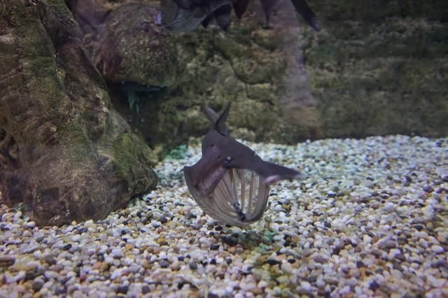 世界上最有钱的城市迪拜,真的没有满地豪车