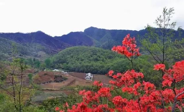 河南这5个地方的野生杜鹃山都染红了天！趁着假期赶紧看花去