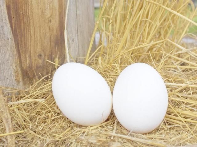 4.25今日鸡蛋价格行情走势，鸡蛋多少钱一斤?