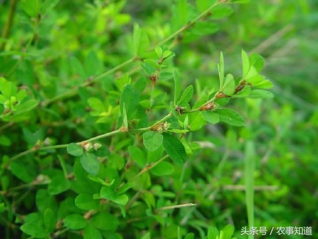 它是田里一大害草，农民见了就砍，如今却成餐桌上的高等野菜