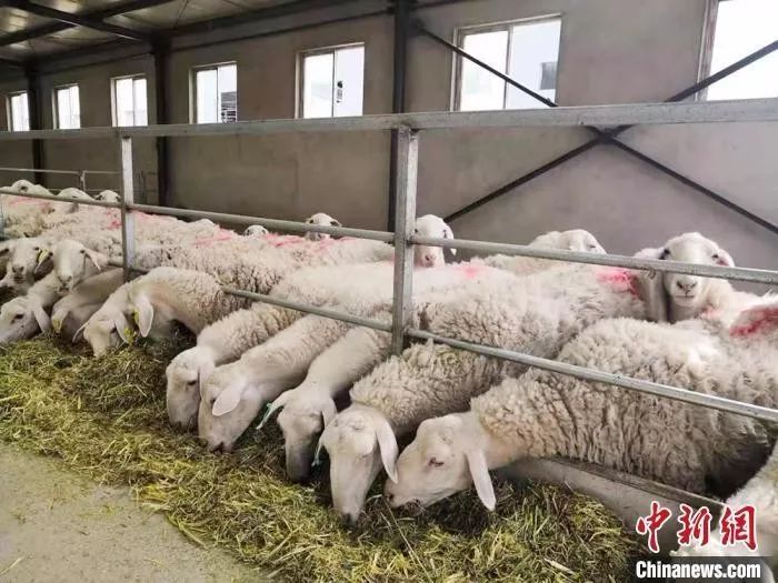 物种是怎么灭绝的