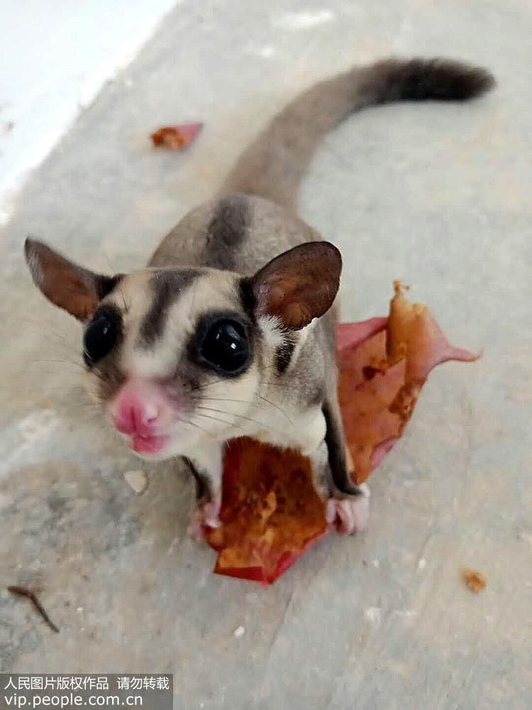 云南边防查获210只外来野生动物蜜袋鼯