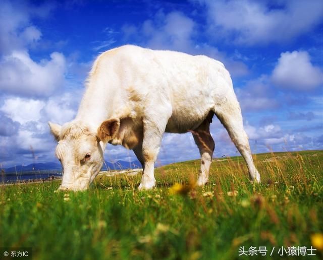 小规模肉牛养殖存在的问题及发展前景展望